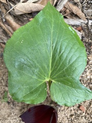 Typhonium roxburghii