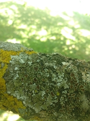 Parmelina carporrhizans