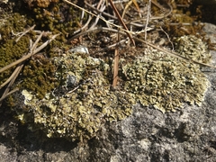 Squamarina cartilaginea