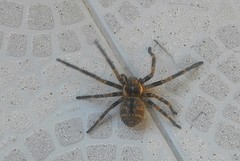 Polybetes pythagoricus