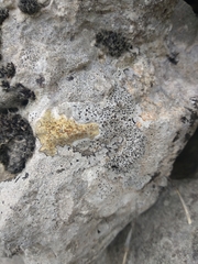 Xanthocarpia ochracea