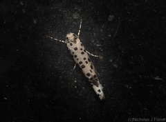 Yponomeuta pustulellus