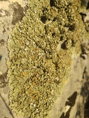 Squamarina cartilaginea