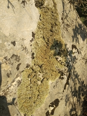 Squamarina cartilaginea