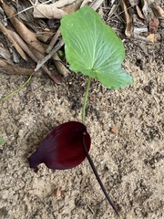 Typhonium roxburghii