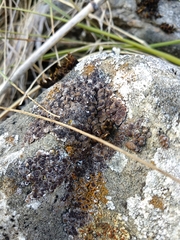 Acarospora glaucocarpa