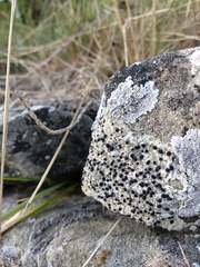 Solenopsora candicans