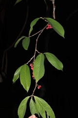 Doliocarpus