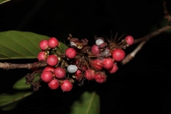 Doliocarpus