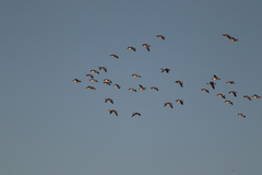 Branta hutchinsii