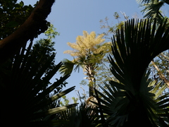 Corypha umbraculifera