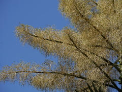 Corypha umbraculifera