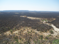 Burkea africana image