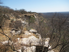 Burkea africana image