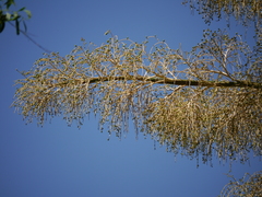 Corypha umbraculifera