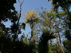 Corypha umbraculifera