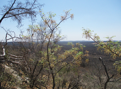 Burkea africana image