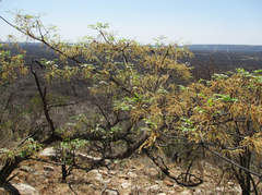 Burkea africana image