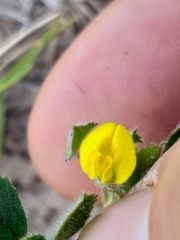 Medicago truncatula