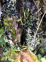 Cladonia transcendens