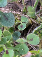 Medicago truncatula