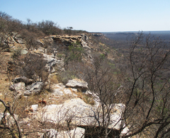 Burkea africana image