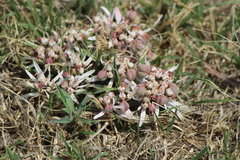 Euphorbia radians