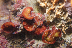 Sonderophycus capensis