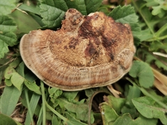 Daedaleopsis confragosa