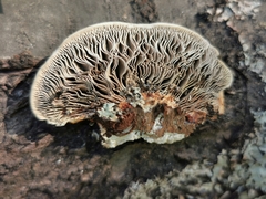 Daedaleopsis confragosa