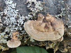 Daedaleopsis confragosa