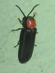 Photinus stellaris