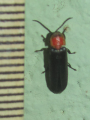 Photinus stellaris