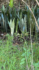 Dracaena trifasciata image