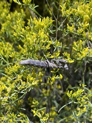 Litaneutria ocularis