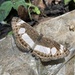 Neptis saclava - Photo 由 Stefaneakame 所上傳的 (c) Stefaneakame，保留部份權利CC BY-NC