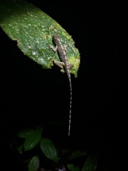 Anolis fuscoauratus