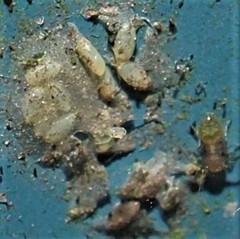 Ectopsocus meridionalis