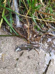Podarcis muralis