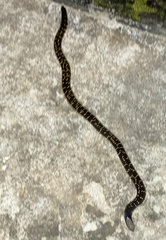 Uropeltis