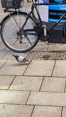 Columba livia domestica