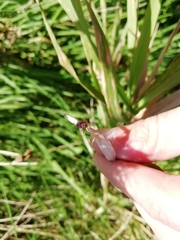 Dermacentor marginatus