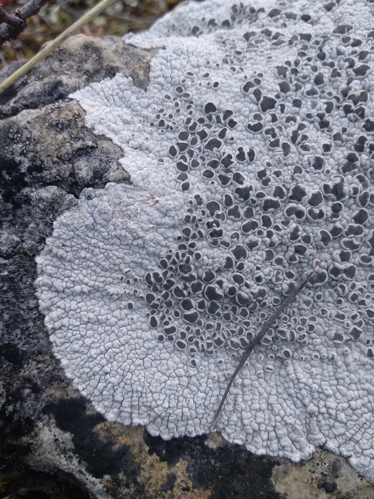 Xalocoa ocellata