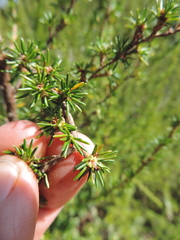 Cliffortia nitidula image