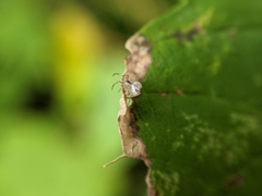 Paidiscura pallens