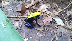Dendrobates tinctorius