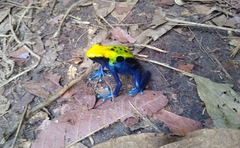 Dendrobates tinctorius
