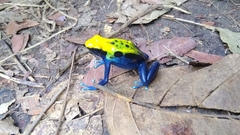 Dendrobates tinctorius