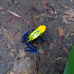 Dendrobates tinctorius