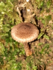 Inocybe cincinnata